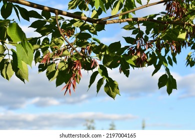 White Ash Samara , Fraxinus Americana Seeds, Clusters Of Fruit Near The Ends Of The Branch