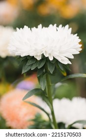 White Aster Flower In The Garden