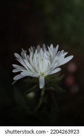 White Aster Flower On A Black Background