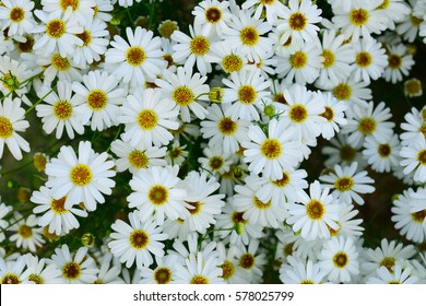 White Aster Flowers