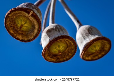 White Australian Gum Nut Tree