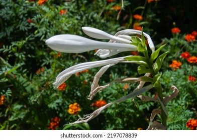 White Autumn Flower In The Flower Bed. 