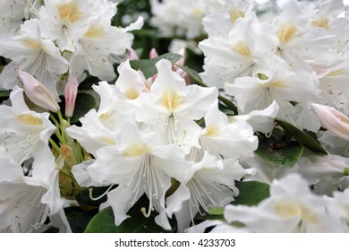 White Azalea