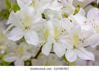 White Azalea Buds In Full Bloom. Rhododendrons Blossoming In A Spring Botanical Japanese Garden. Beautiful Fragrant Flowers On A Shrub In Summer Day. Background Of White Petals. Floral Wallpaper. 