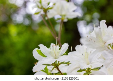 White Azalea Buds In Full Bloom On Green Natural Background With Space For Text. Rhododendrons Blossoming In Spring Botanical Garden. Fragrant Flowers On Shrub In Summer. White Petals Floral Wallpaper