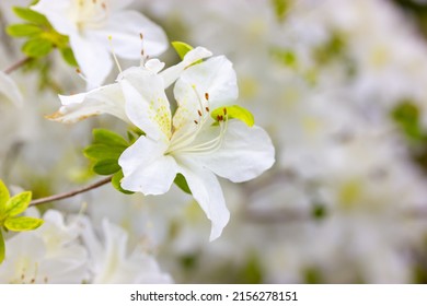 White Azalea Buds In Full Bloom. Rhododendrons Blossoming In A Spring Botanical Japanese Garden. Beautiful Fragrant Flowers On A Shrub In Summer Day. Background Of White Petals. Floral Wallpaper. 