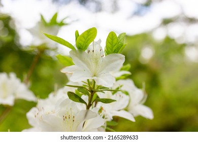 White Azalea Buds In Full Bloom On Green Natural Background With Space For Text. Rhododendrons Blossoming In Spring Botanical Garden. Fragrant Flowers On Shrub In Summer. White Petals Floral Wallpaper