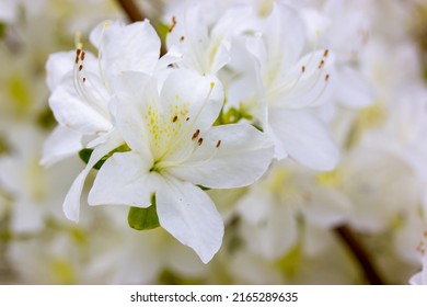 White Azalea Buds In Full Bloom On Green Natural Background With Space For Text. Rhododendrons Blossoming In Spring Botanical Garden. Fragrant Flowers On Shrub In Summer. White Petals Floral Wallpaper