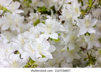 White Azalea Buds In Full Bloom. Rhododendrons Blossoming In A Spring Botanical Japanese Garden. Beautiful Fragrant Flowers On A Shrub In Summer Day. Background Of White Petals. Floral Wallpaper. 