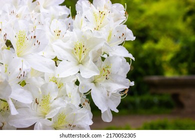 White Azalea Buds In Full Bloom On Green Natural Background With Space For Text. Rhododendrons Blossoming In Spring Botanical Garden. Fragrant Flowers On Shrub In Summer. White Petals Floral Wallpaper