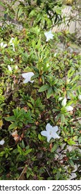 White Azalea Flower In Bloom