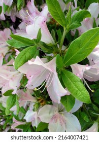 White Azalea Flowers In A Bucks County Pennsylvania Spring Garden