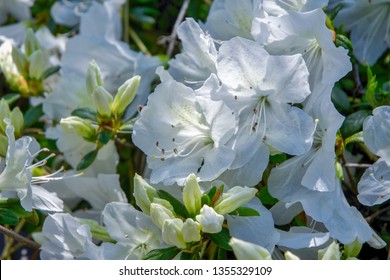 White Azalea Flowers At Downtown Wilmington, NC. Spring 2016