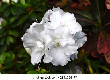 White Azalea Flowers Growing On A Shrub