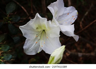 White Azalea In Full Bloom