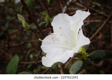 White Azalea In Full Bloom