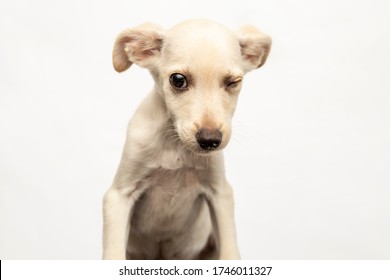 White Baby Dog Blinking. Adorable Pet Portrait. Isolated On White.