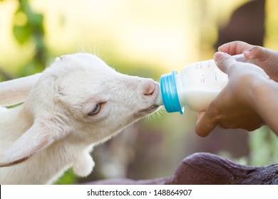 A White Baby Goat Against Milk