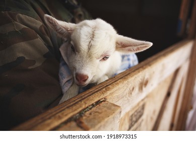 White Baby Goat In A Barn On A Small Farm In Ontario, Canada.