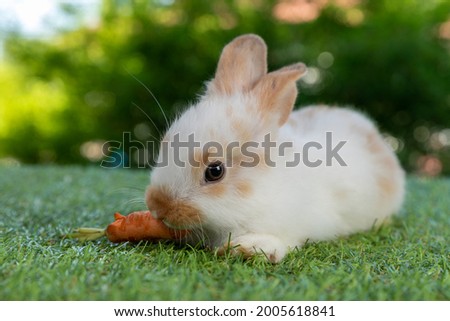 White baby rabbit eats carrot on green nature background.