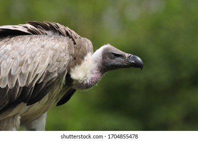 The White Backed Vulture Eye