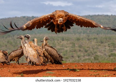 White backed vulture flying away in a Game Reserve in Kwa Zulu Natal in South Africa - Shutterstock ID 1927032158