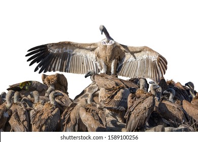 vulture bird eating human