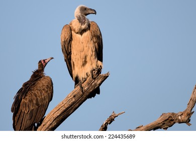 White Backed Vulture On The Lookout