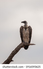 A White Backed Vulture seen perched on a dead tree, on a safari in South Africa