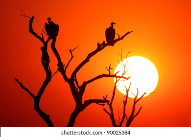 White Backed Vulture Silhouette