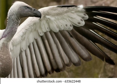 White Backed Vulture, South Africa