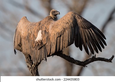 White Backed Vulture Spreading Its Wings