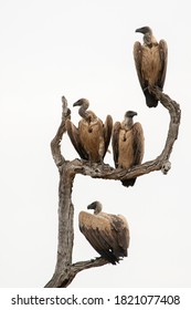White Backed Vultures perched on a tree near a buffalo carcass in South Africa