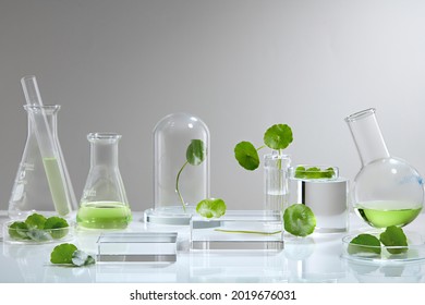 White Background Centella asiatica  for Biological experiment presentation Centella asiatica leaves and green water in biological test tubes. Production of cosmetics based on Centella asiatica .