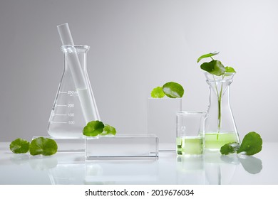 White Background Centella asiatica (gotu) for Biological experiment presentation Centella asiatica leaves and green water in biological test tubes. Production of cosmetics based on Centella asiatica . - Shutterstock ID 2019676034