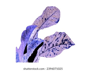 White background and dry leaf design can make many beautiful Architects Char designs.
