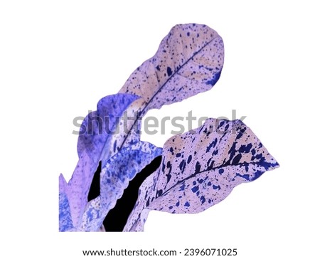 White background and dry leaf design can make many beautiful Architects Char designs.