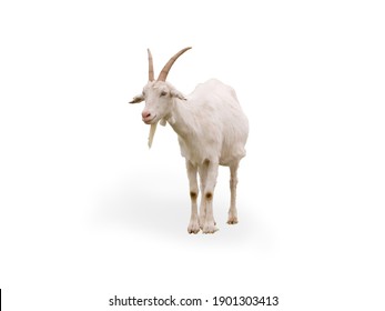 white background and a goat