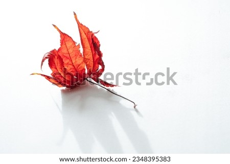 White Background Photo of Autumn Leaves