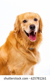 White Background Shot Golden Dog