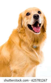 White Background Shot Golden Dog