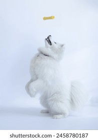 White background, studio photo of a white fluffy samoyed dog jumping to catch a yellow treat flying above his head