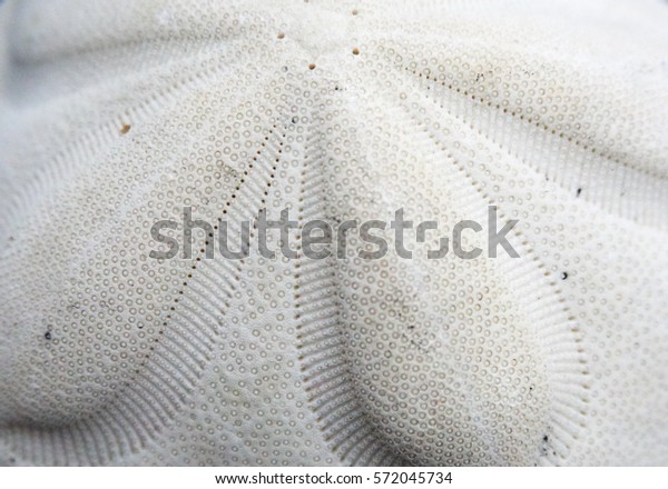 white background\
texture sand dollar\
close-up