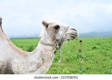 White Bactrian Camel Camelus Bactrianus Eating Stock Photo 2157038701 White Bactrian Camel Camelus Bactrianus Eating Stock Photo 2157038701