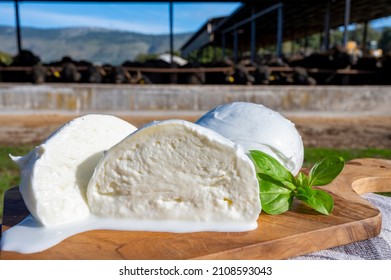 White balls of Italian soft cheese Mozzarella di Bufala Campana and Mediterrane Italiana buffalo raised on Italian cheese farm for production of buffalo milk on backgroud, cheese making in Italy