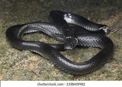 149 Wolf snakes malaysia Images, Stock Photos & Vectors | Shutterstock