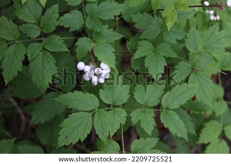 White Bane Berry Brightens Up the Forest Floor