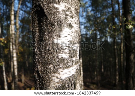 White bark of a birch on a tree. Zdjęcia stock © 