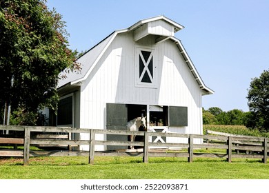 White Barn with Horse Peeking out In Farm Setting Scene - Powered by Shutterstock