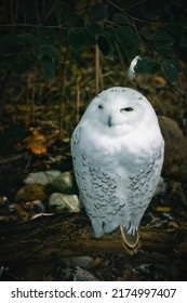 White Barn Owl. The Owl Is A Bird Of Prey Of The Twilight And Night. Also Occurs In Germany